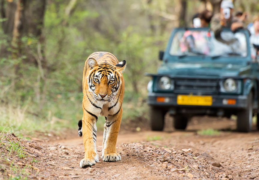 Safari Tour